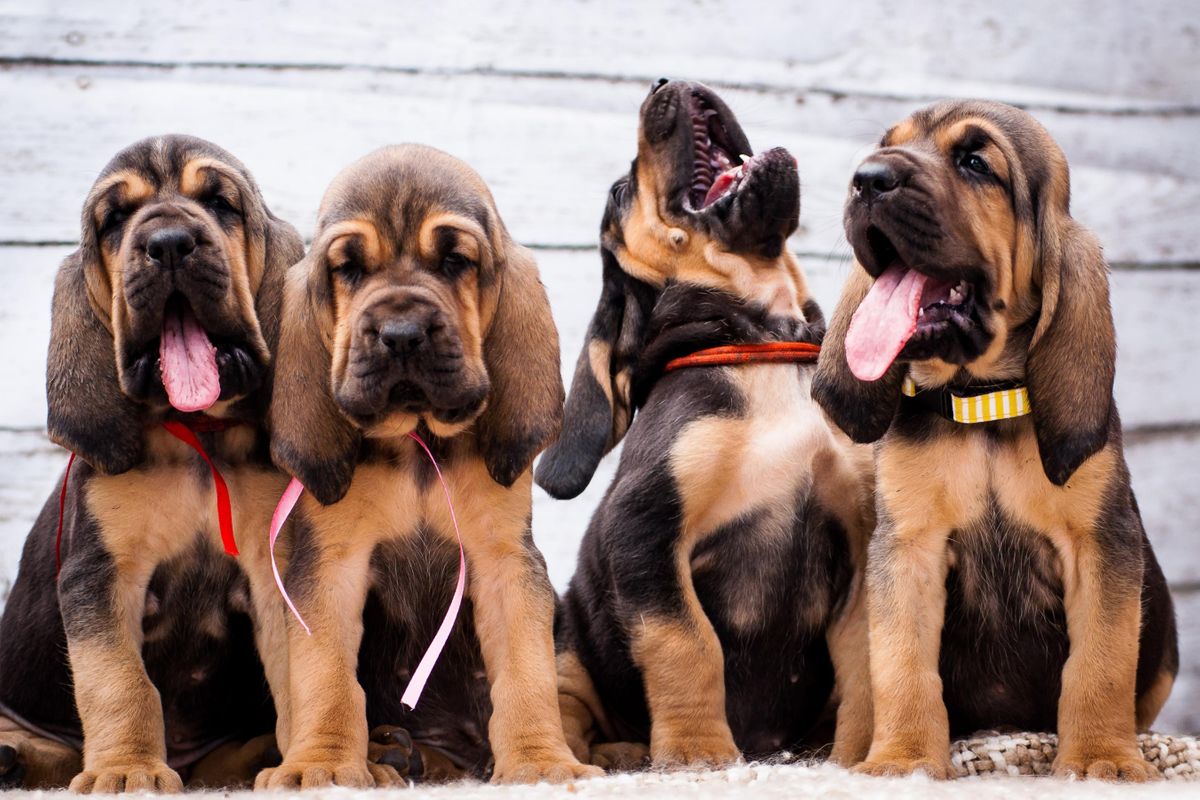 5 Tips to Puppy Proof Your Home